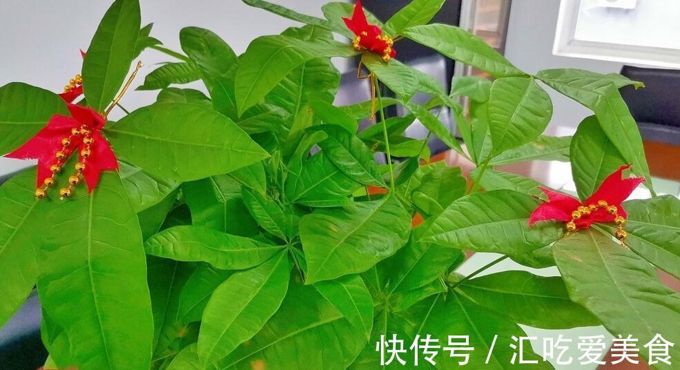 家里养这几种植物,寓意美好,招财纳福