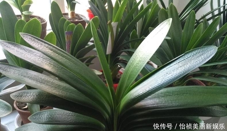 君子兰不长新叶多是这些因素导致这样养,让君子兰快速生长