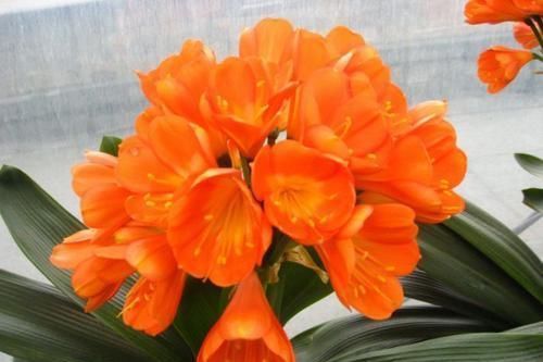 挺拔|君子兰总黄叶教你这样养,叶子挺拔如折扇,又肥又绿