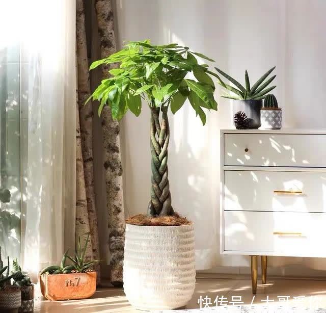 夏天养发财树,记住四个“不”,叶子绿油油的,越养越招财