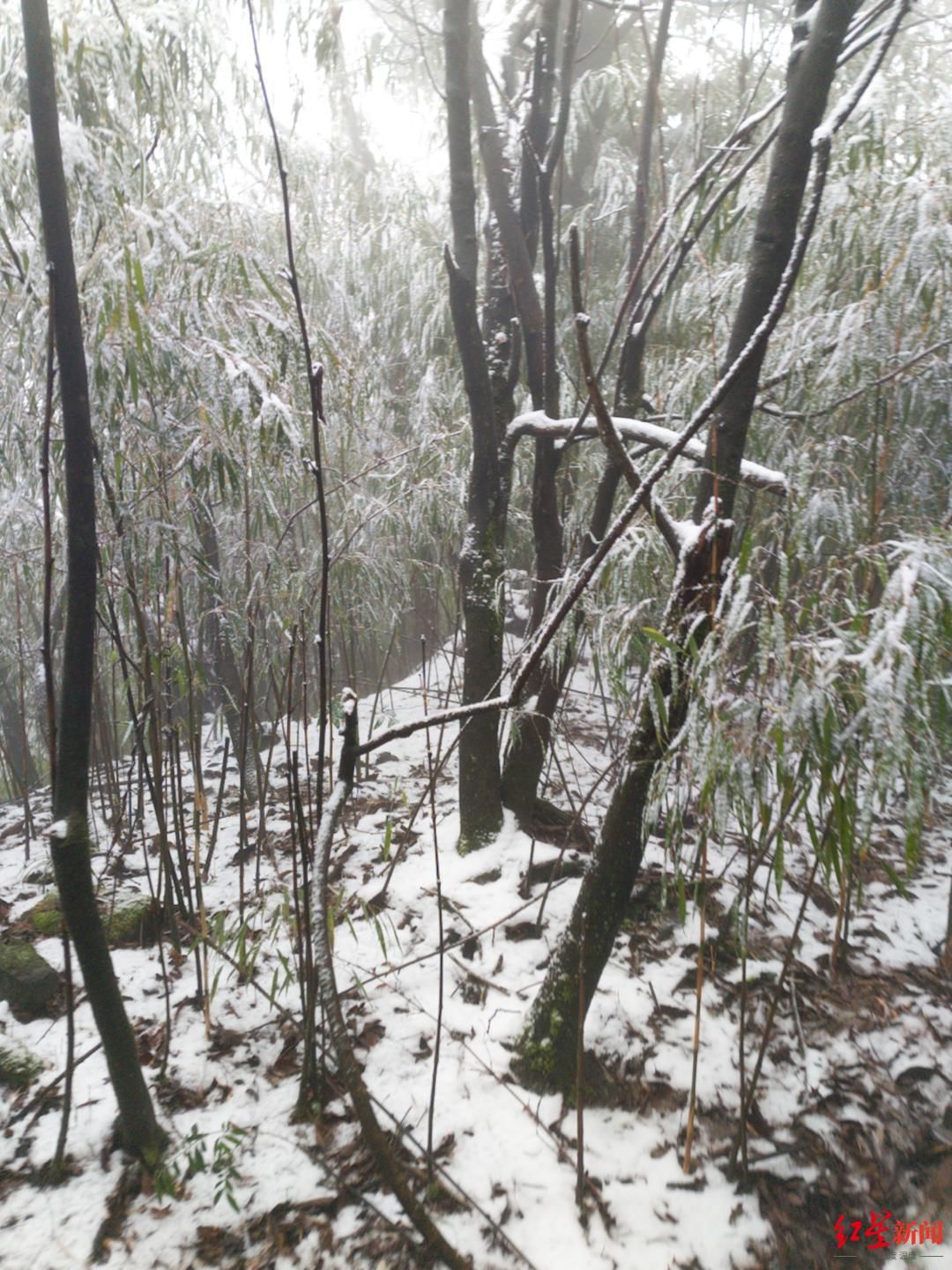 老君山|安排了！川南第一高峰老君山下雪了