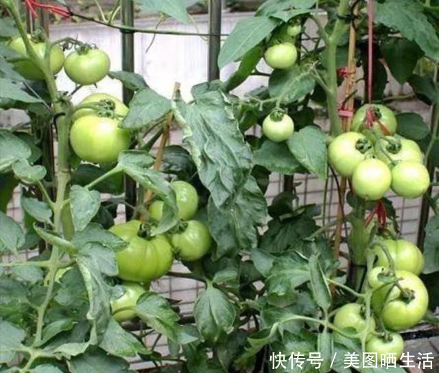 用花盆也能种西红柿,做好这几点,果实挂满枝头!