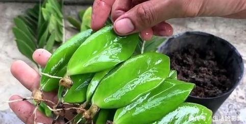 想养“镇宅树”就选它们,摘下叶片埋土里,蹭蹭长成幼苗盆栽!