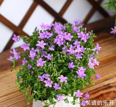 网红花卉丹麦风铃,还有一个好听的名字叫梦露