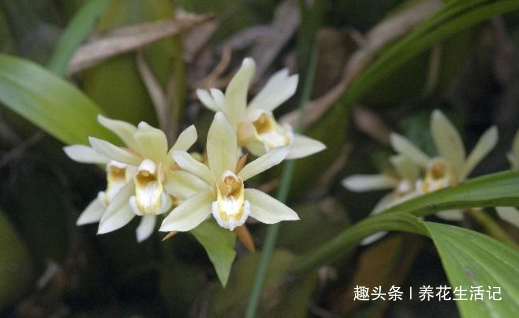 兰花叶子“萎靡不振”,用个“小方法”,叶子笔直挺立,操作简单