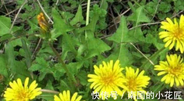 蒲公英|蒲公英和此物一起泡,每天喝一杯,排出毒素,肝也越来越健康