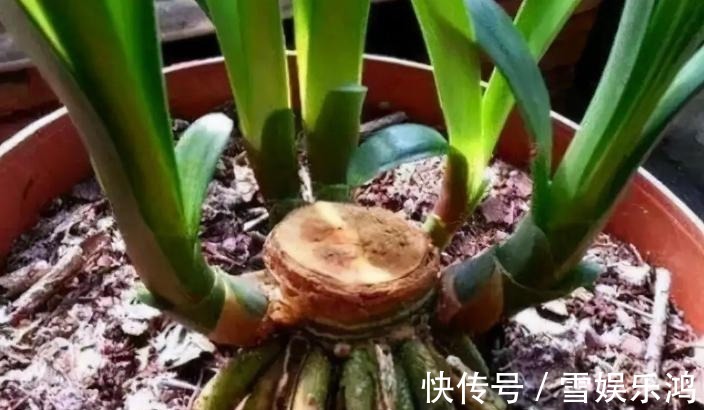 4种“吉利花”,被水浇死了不要扔,简单处理又能长满盆