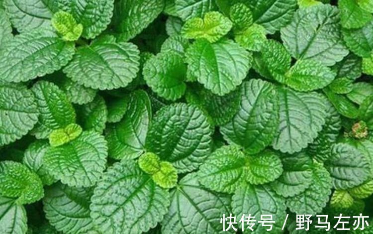 3种花漂亮又养人,泡茶解暑,人养花,花也养人,花朵又大又鲜艳