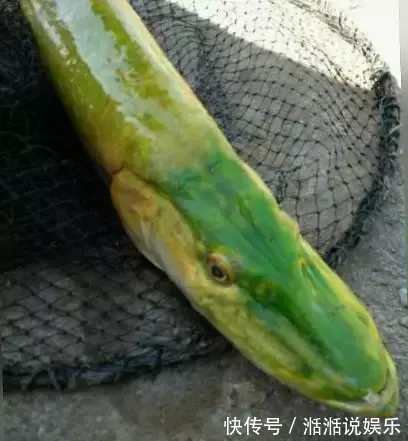 鳄雀鳝|男子钓鱼钓到绿色奇葩怪鱼, 细看鱼嘴后放生！