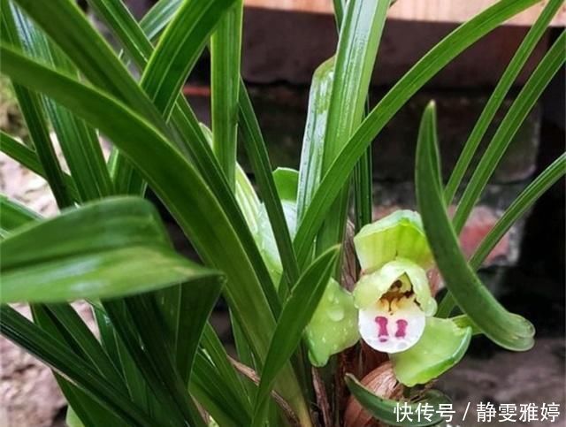 黄豆|兰花爱吃这2种“粉”,什么黄豆水、过期药都不如它,效果出奇好