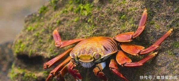 食物|米饭二次加热后会致癌？医生再次提醒4种食物不要加热再吃