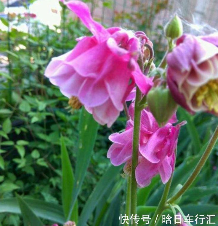 正月二十九,4种招财花适合养阳台,开花速度快,个个美的出奇!