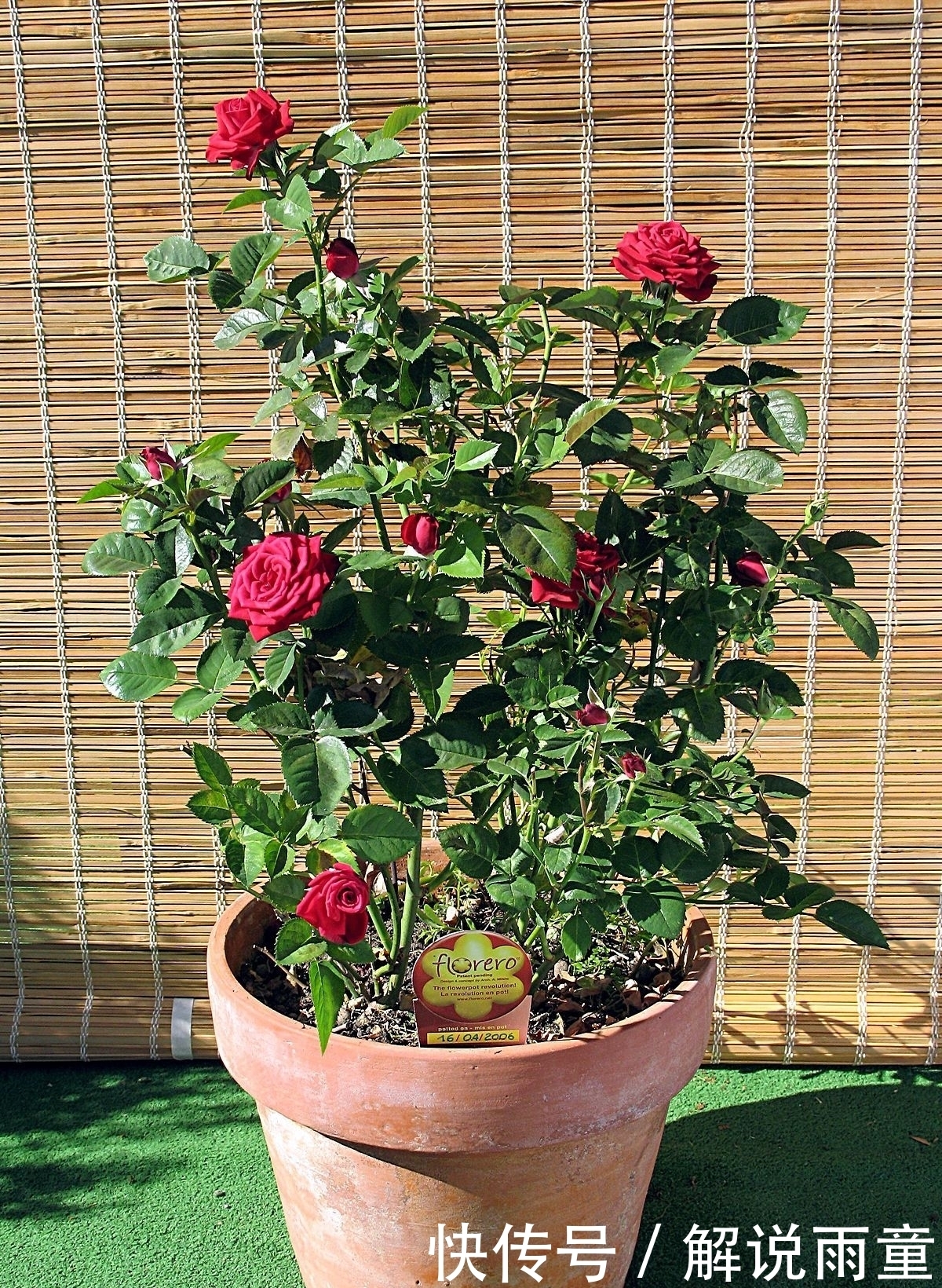 如何让月季变得更加粗壮？月季壮苗大法，让月季苗壮、花多、枝粗