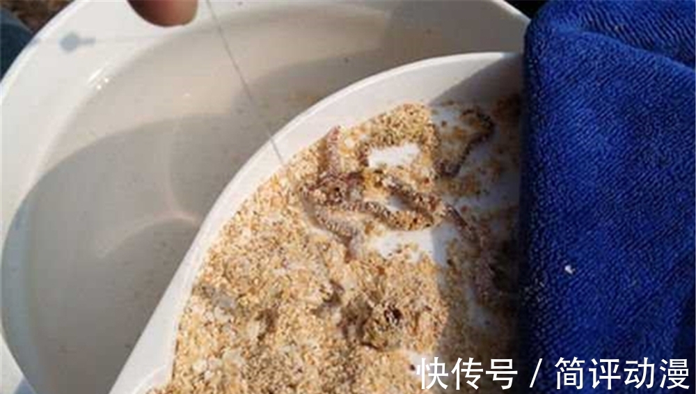 初冬钓鲫鱼,好用的虫饵有这3种,蚯蚓不上鱼,另外两种必定有效