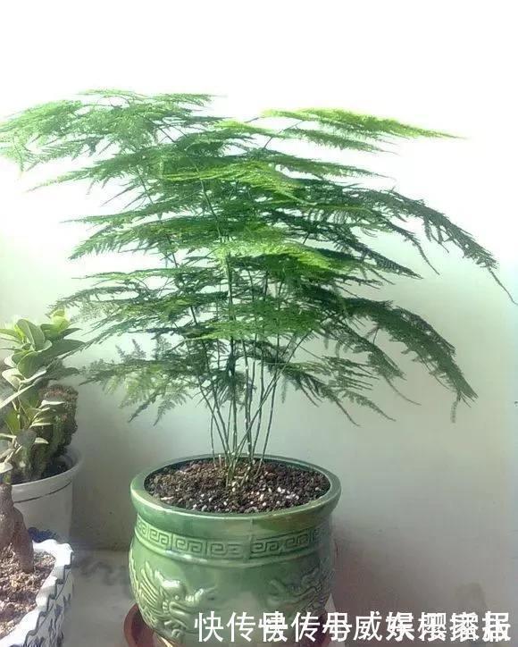 2种小药片,砸碎扔水里浇花,不烂根,不黄叶,花卉越长越旺
