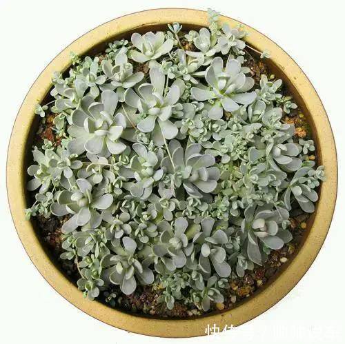 外出1个月没人管,回家发现多肉反而爆了盆,太强悍!