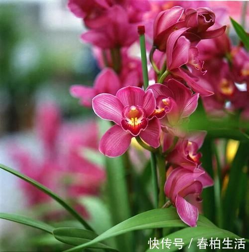 肥效|柚子皮做肥料养花,给花浇一点,蹭蹭冒花苞!