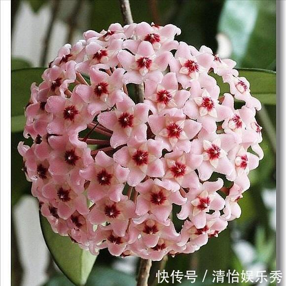 阳台上|10种“吉利花”,“穷养”才能长大,越挤越壮实,越大越“旺家”