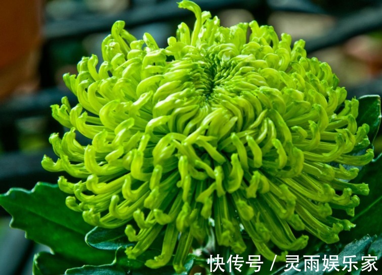 十大名菊|此菊,花开“碧绿如玉”,属“十大名菊”,清香袭人,开花爆盆!
