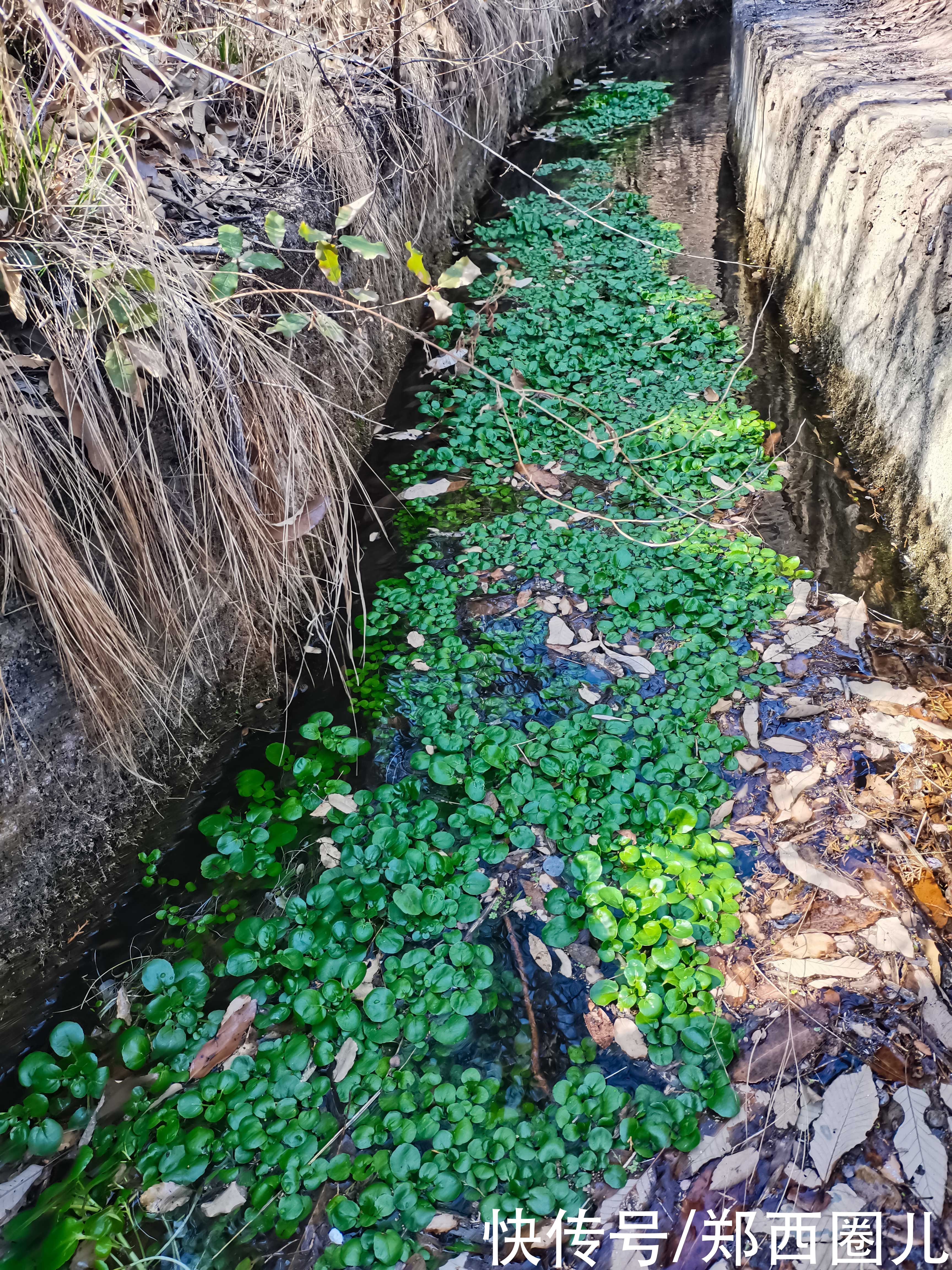 中年|郑州这个春天来得有点早 徒步环游穆桂英寨小龙池赏山桃花