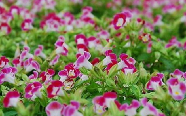 康乃馨|夏天最适合养4种花，耐热、耐晒、开花特别旺，漂亮心情好