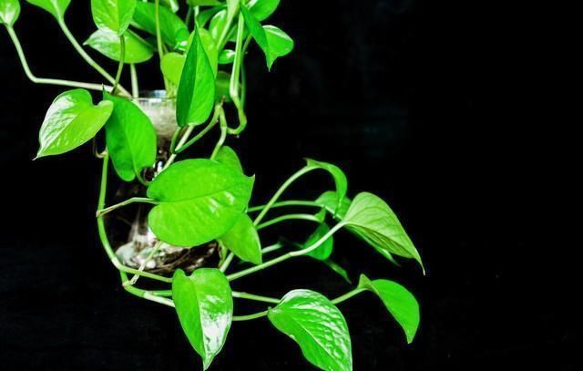 叶子|立秋后养绿萝,别只用“清水”,加点它,叶子油绿,一蹿2米长