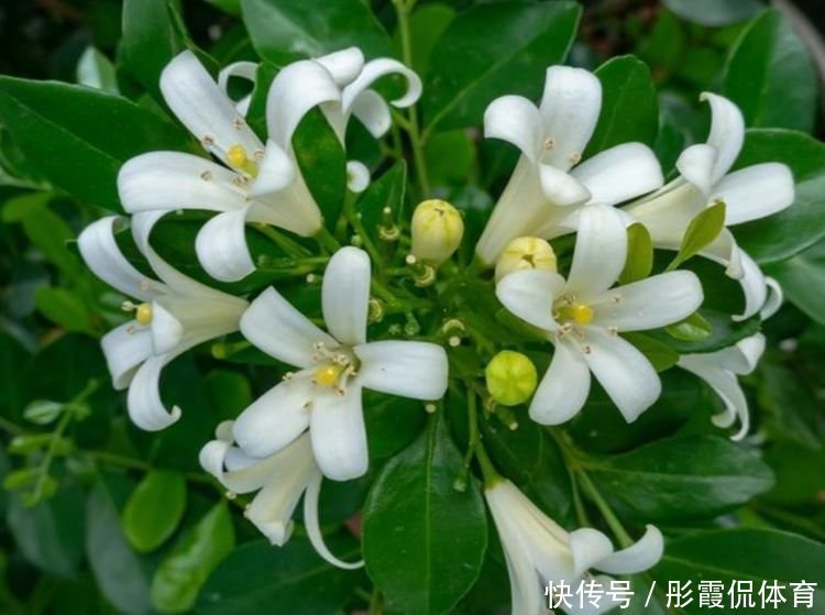 养花就养4种花,好养易活花量大,个个都是高颜值,越养越喜欢!