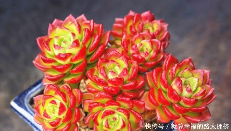 喜欢多肉?建议春节入手这些红色系品种,可以平添几分过年的气氛