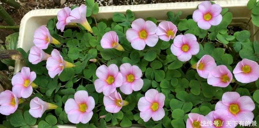 阳台养两种“酢浆草”,花量大,颜色很漂亮,每天满满都是花