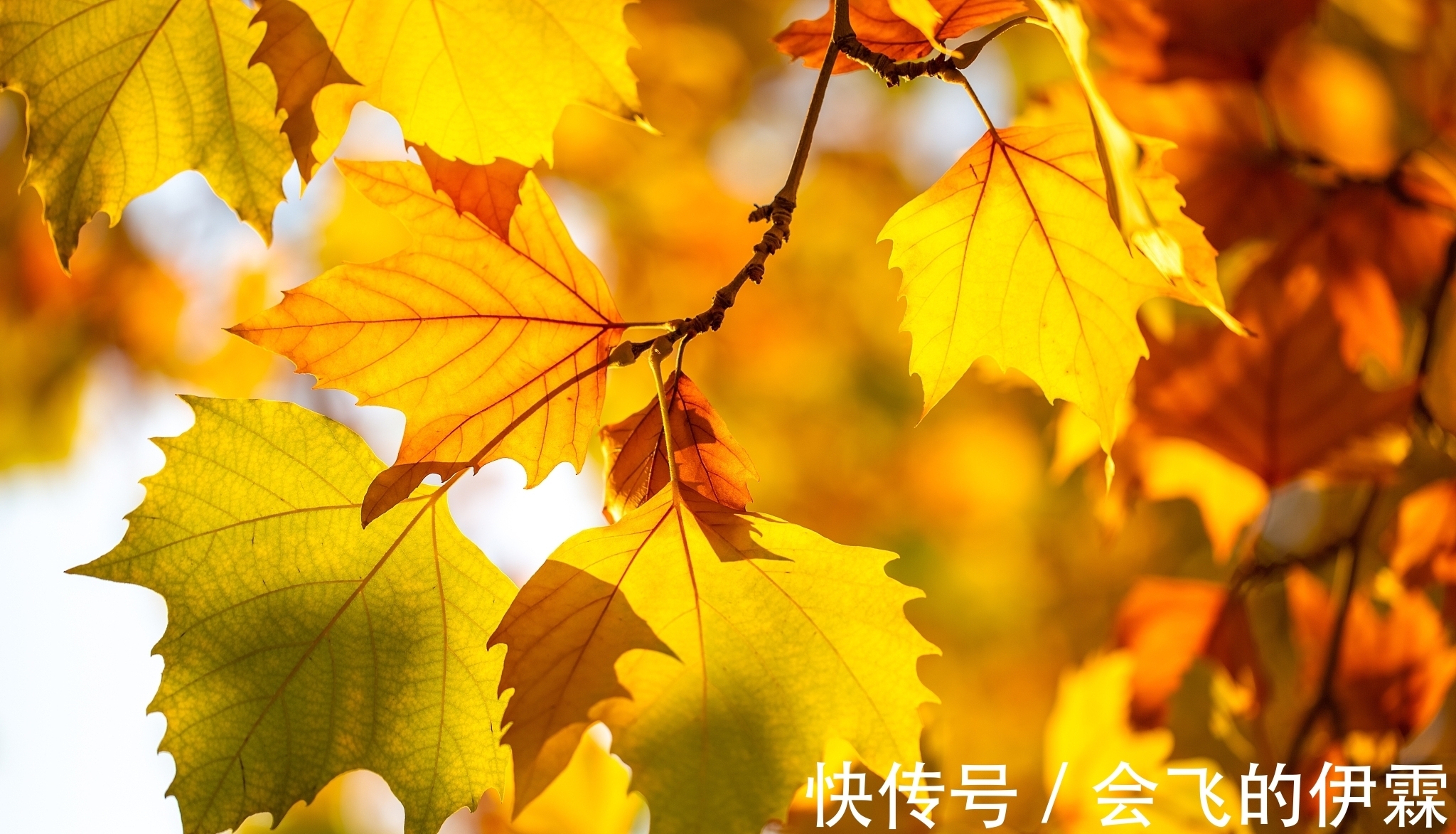 诗家&贫穷诗人留下一句名句就过世了,后代诗家怎么各显神通为他补诗?