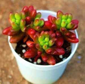 养花人都不喜欢的北阳台,夏天是块“宝”,养这些花草太好了