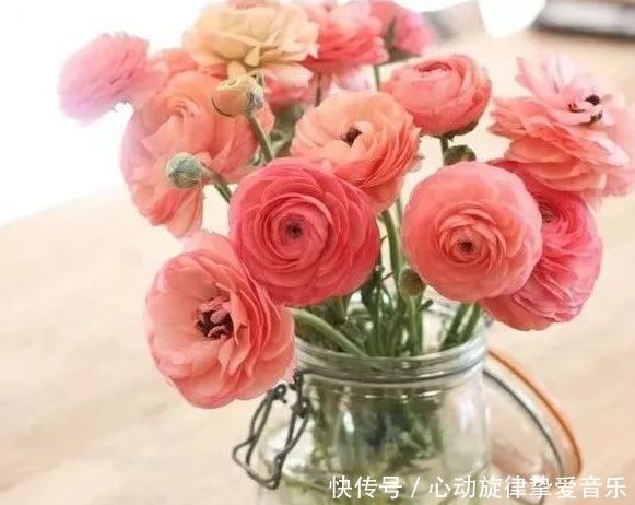 一种名字和牡丹莲花有关的花卉,观赏价值很高,养起来也很简单