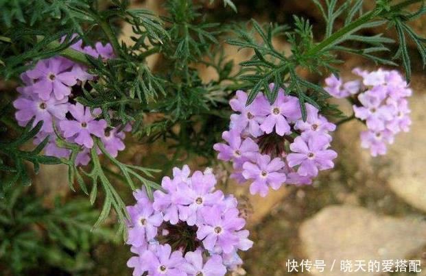 仙人球|五种比吊兰绿萝还好养的花，沾土即活，开到爆盆，阳台变花海！