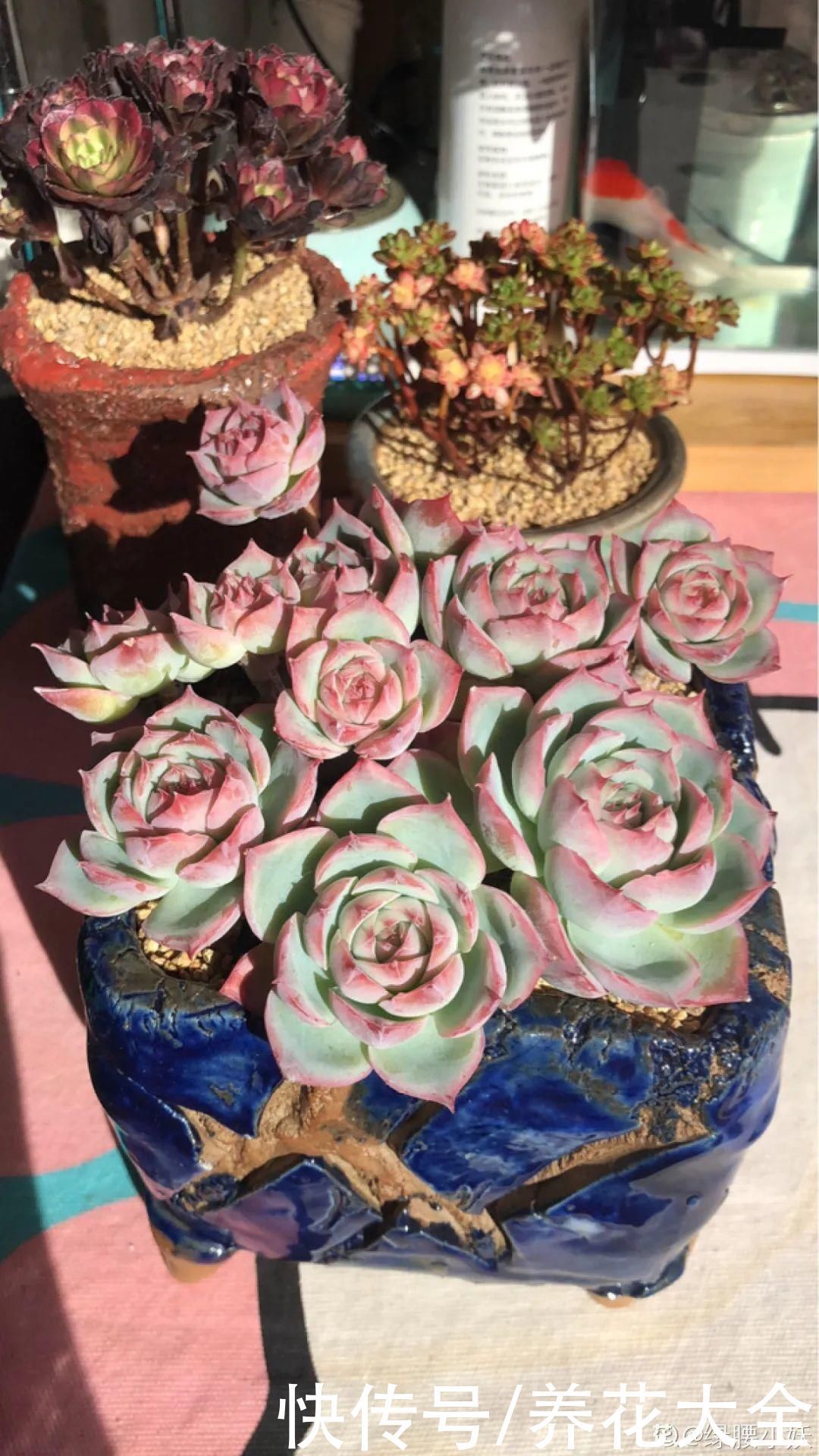 室内养多肉,也能养出水晶果冻色,任谁看到都说好