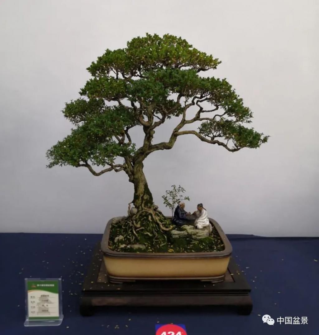  制作|盆景制作中的气、势、神、韵如何表现！静态和动态相结合是精髓