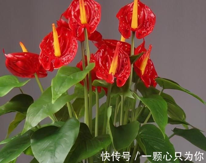 立冬过后,买3盆吉祥花养家里,十分上档次,你喜欢吗