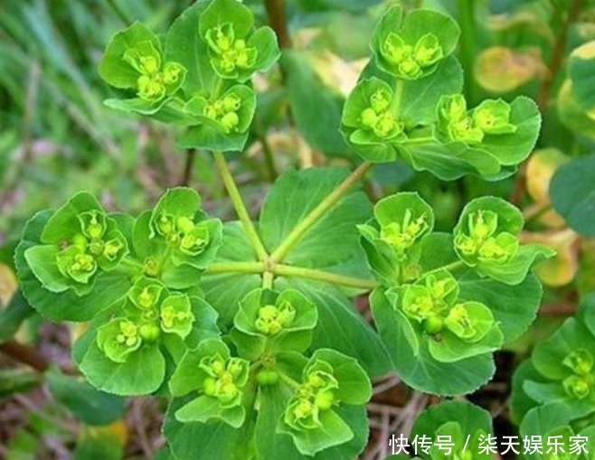 猫眼|乡下的野草,不仅凉血和止血,还治咳嗽,药用价值高,遇见请珍惜