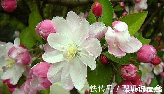 观赏价值|4款花超漂亮的,四季开花,观赏价值高,太美了