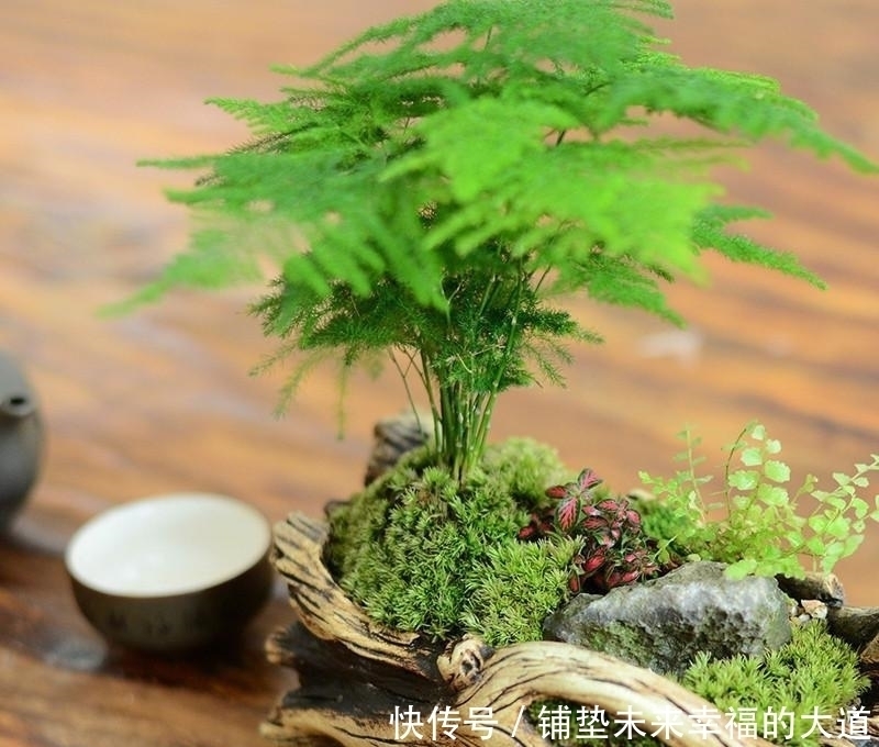 记住了,这些花不适合放卧室养,对身体不好!