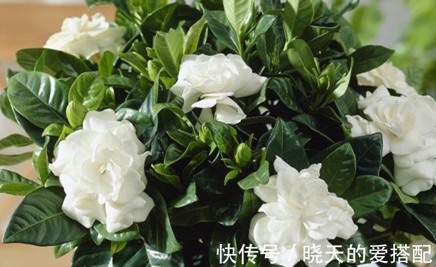 新芽|9月栀子花需要关心，“3种水”不能省，学会长新芽，清香小半年