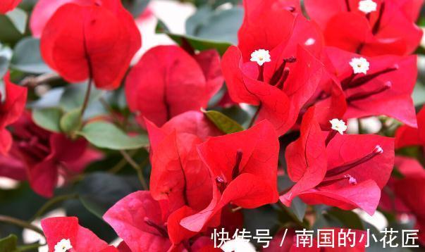 能把三角梅养爆的人,都很大方,从不“吝啬”这3样东西