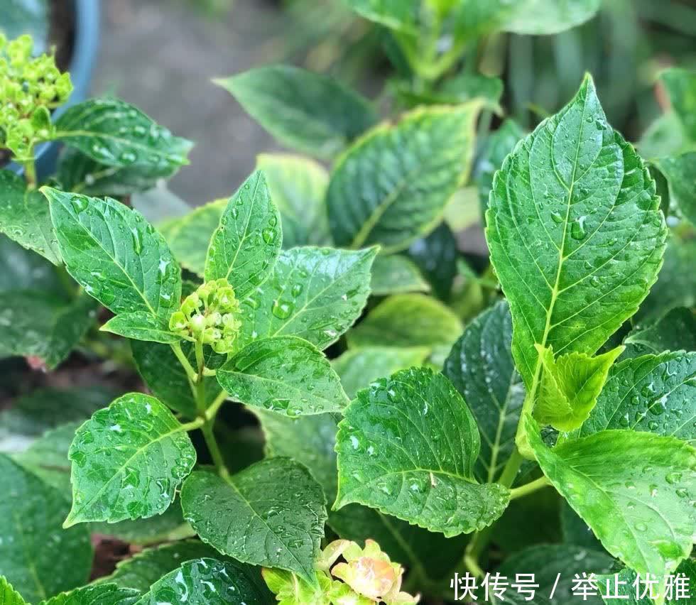 养好绣球花,有“2招”,枝子多花苞多开成花球