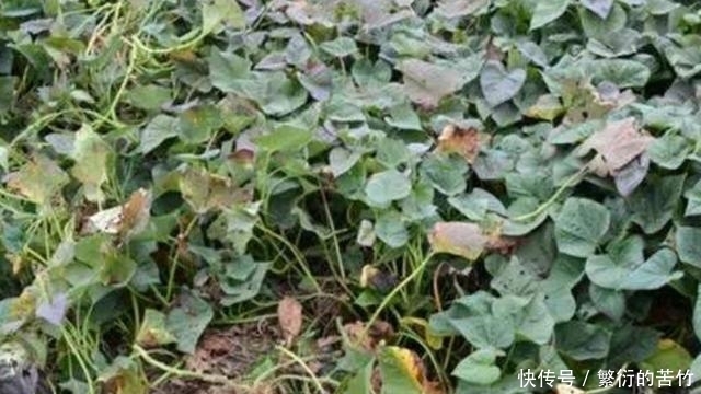 番薯藤|明朝商人陈振龙，不顾危险将番薯藤带回中国，解决数亿人温饱