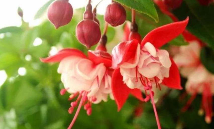 养花就养这几款，花朵小巧玲珑，花色繁多易爆盆，娇艳欲滴