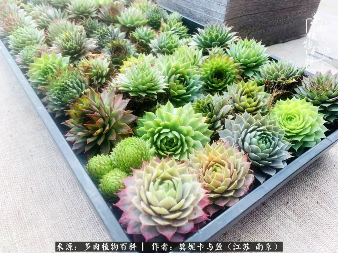 这多肉拼盘这么仙！如何制作达人手把手教你制作长生草拼盘！