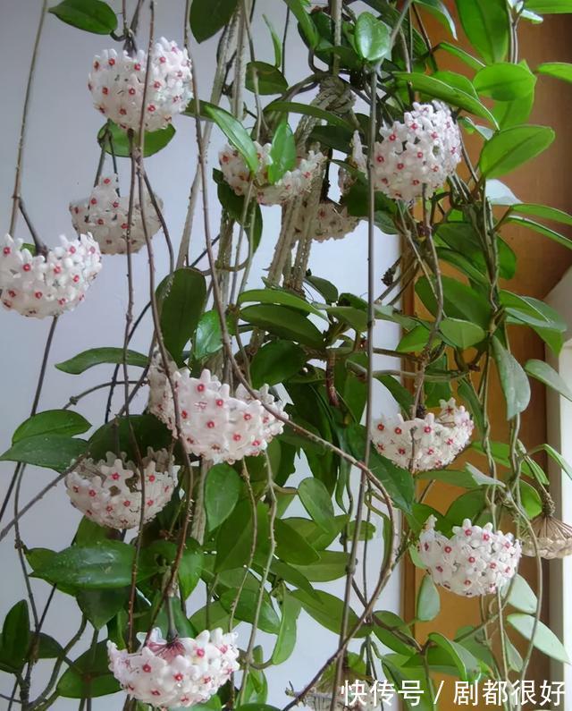 爬藤植物|花开一面墙，花落一路香，一棵爬藤植物的花海