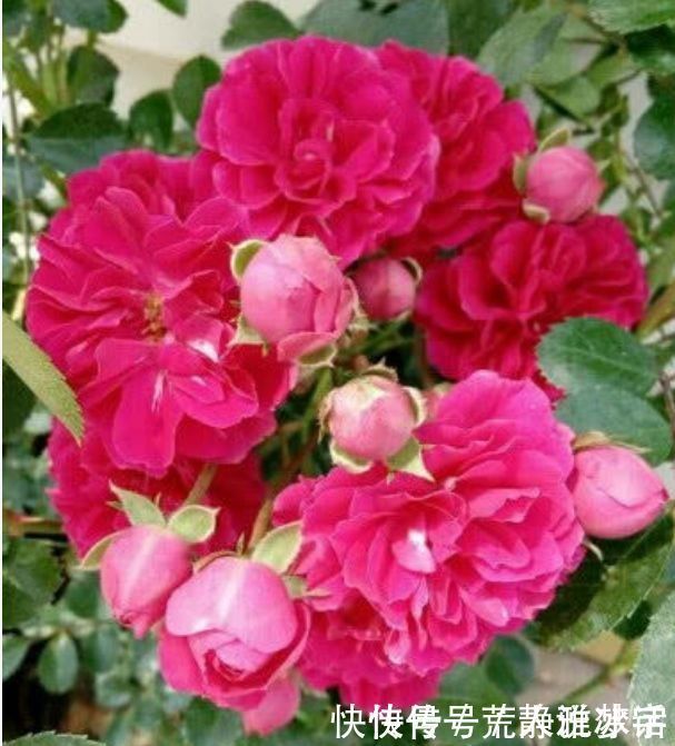 4种花超爱开花,全年开花不断,个个美的出奇