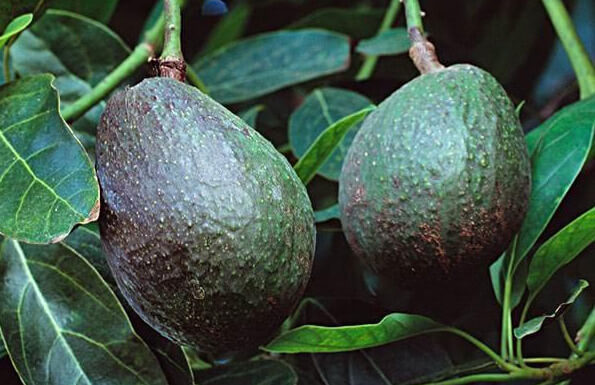 人到中年|人到中年，常吃四种食物，补水润肤，延缓衰老，营养又瘦身