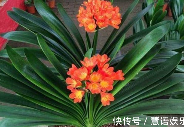 家家都有的“一种液体”,盆里“埋一点”,养啥都“爆盆”