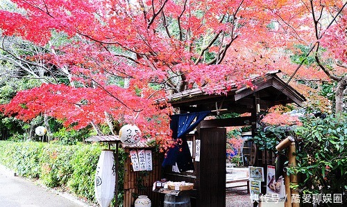北方四岛|俄罗斯居然主动归还日本领土?俄高官:可以,但需满足一个条件